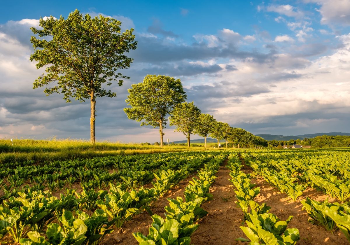 Rows of young green plants on a fertile field with dark soil in warm sunshine under dramatic sky