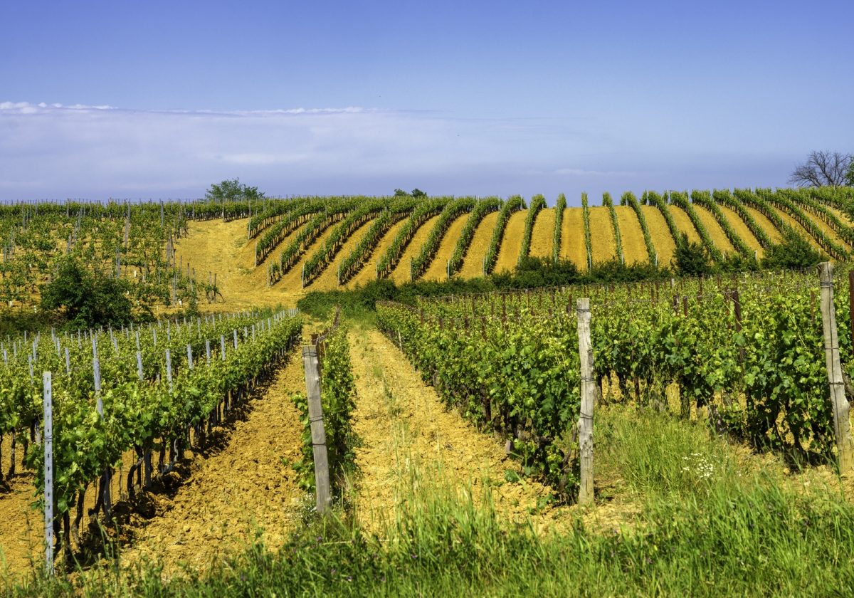Vineyards of Monferrato near Gavi at springtime